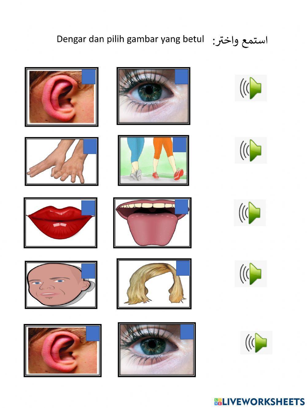 جسمي السلبم