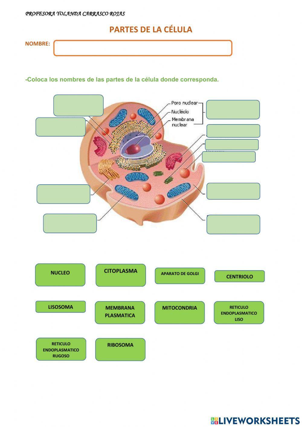Partes principales de la celula