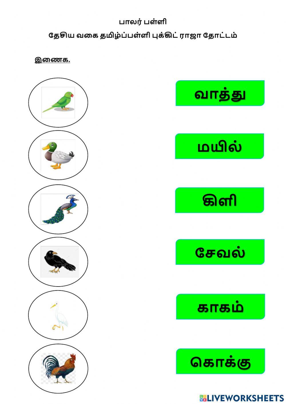 பறவைகள்