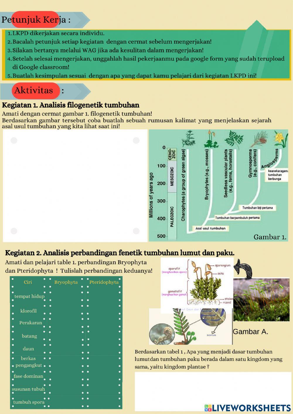 LKPD Bryophyta dan Pteridophyta