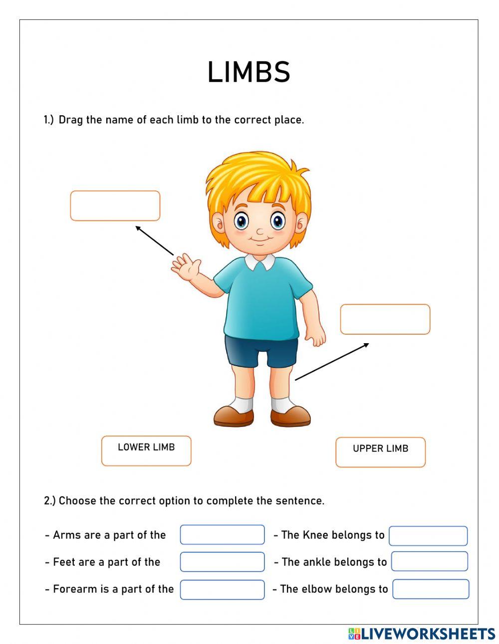 Limbs
