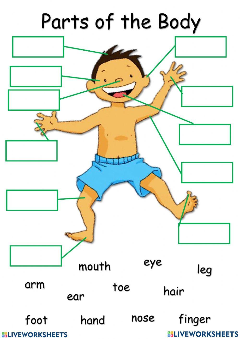 1170052 My Body Sitisubaidah LiveWorksheets 1170052-my-body-sitisubaidah-liveworksheets