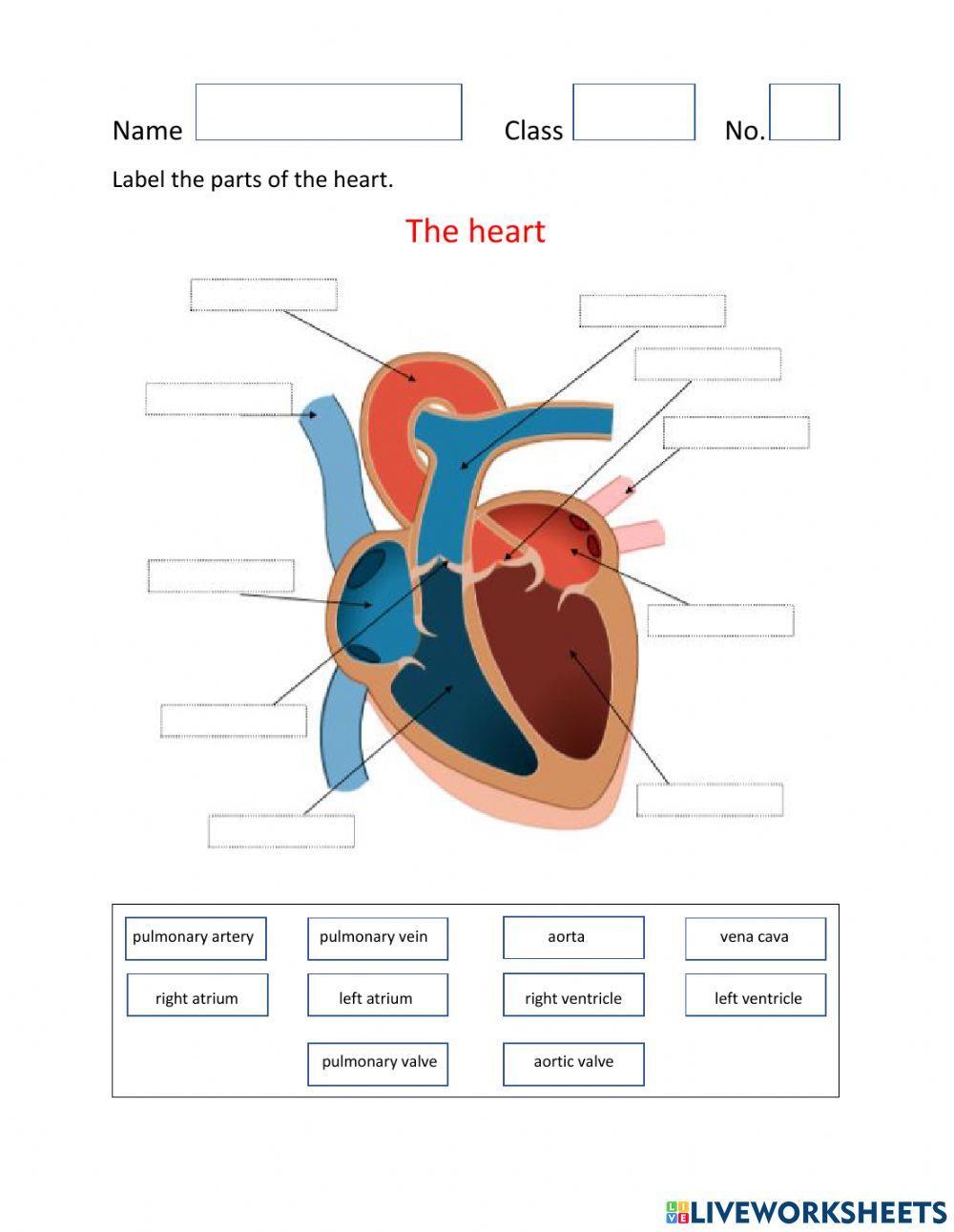 1170740 Parts of the Heart and Blood Flow Sherwin