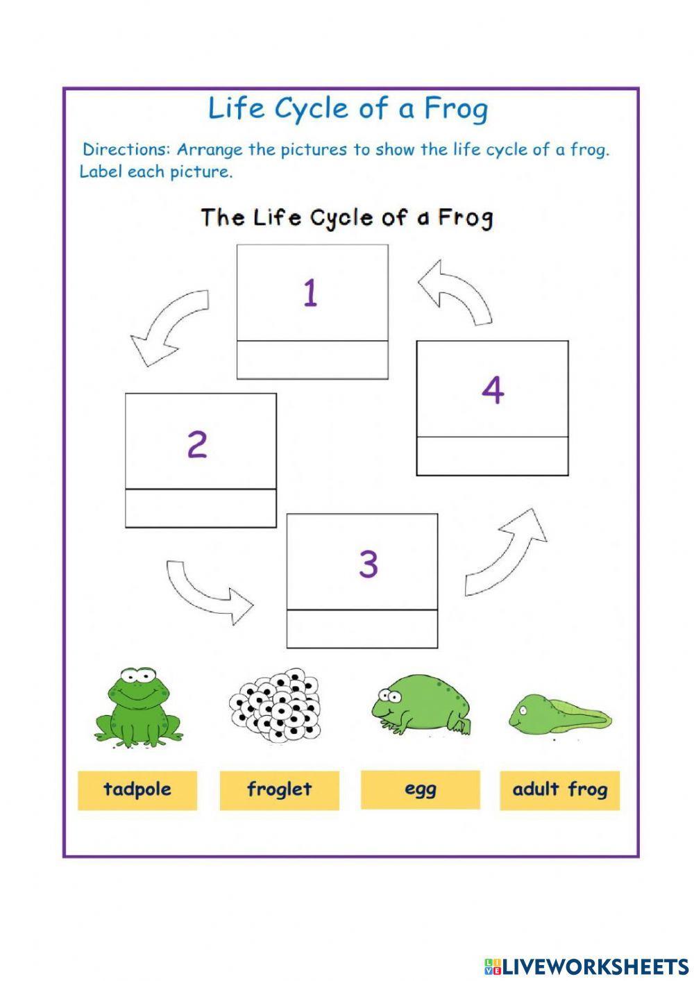 Life cycle of animal