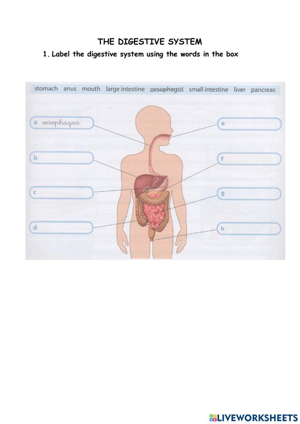 The digestive system