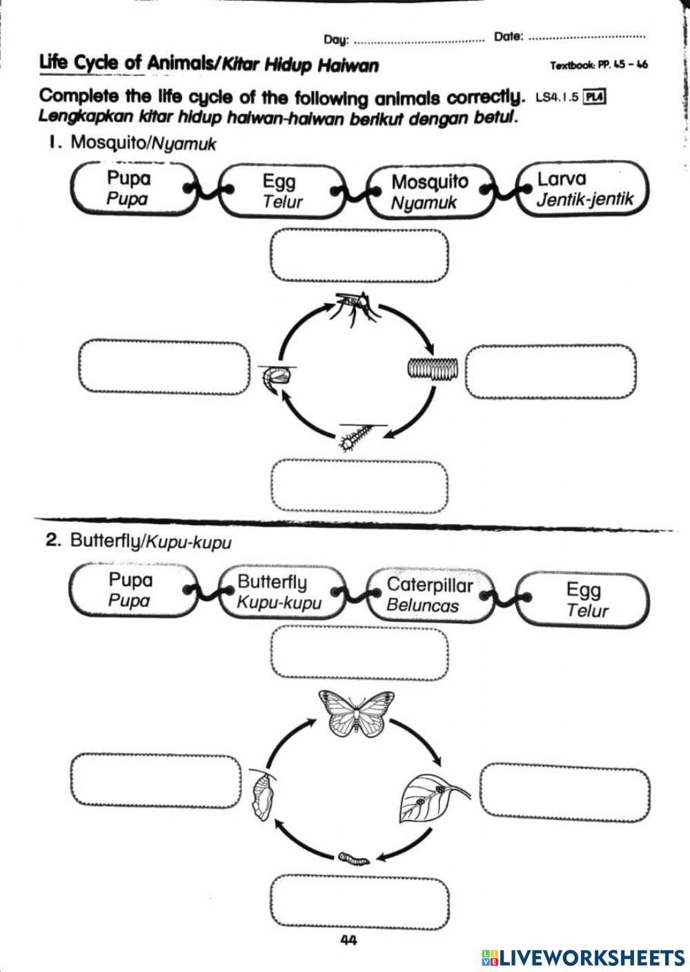Life cycle of animals