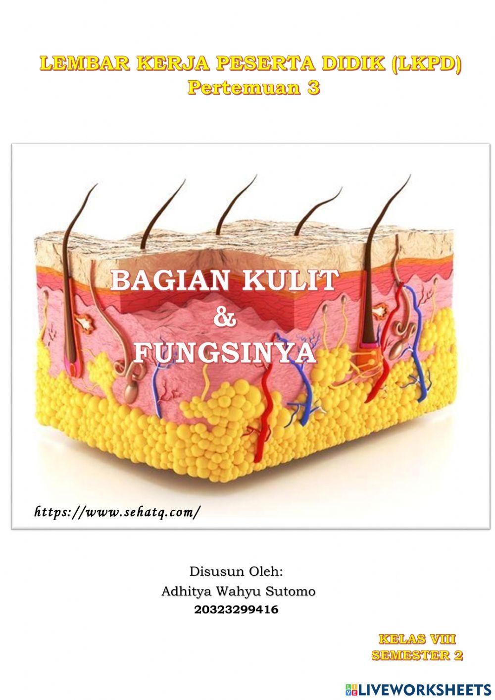 Sistem Ekskresi Kulit