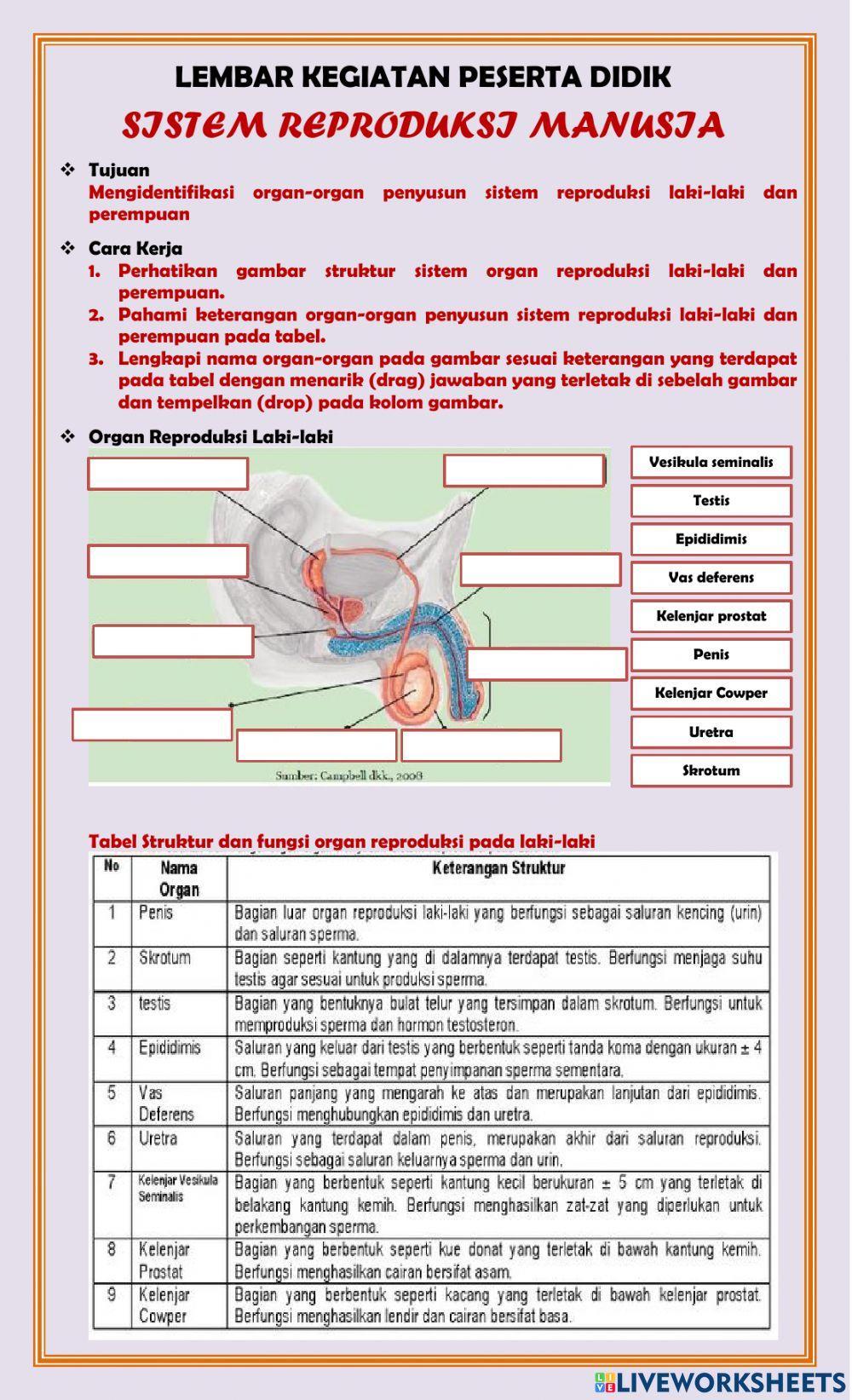 LKPD Sistem Reproduksi Manusia