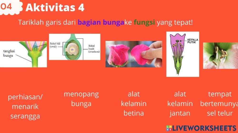 Perkembangbiakan Tumbuhan secara Generatif