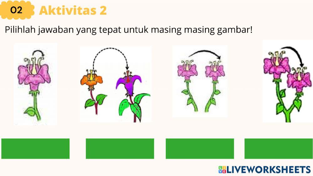 Perkembangbiakan Tumbuhan secara Generatif