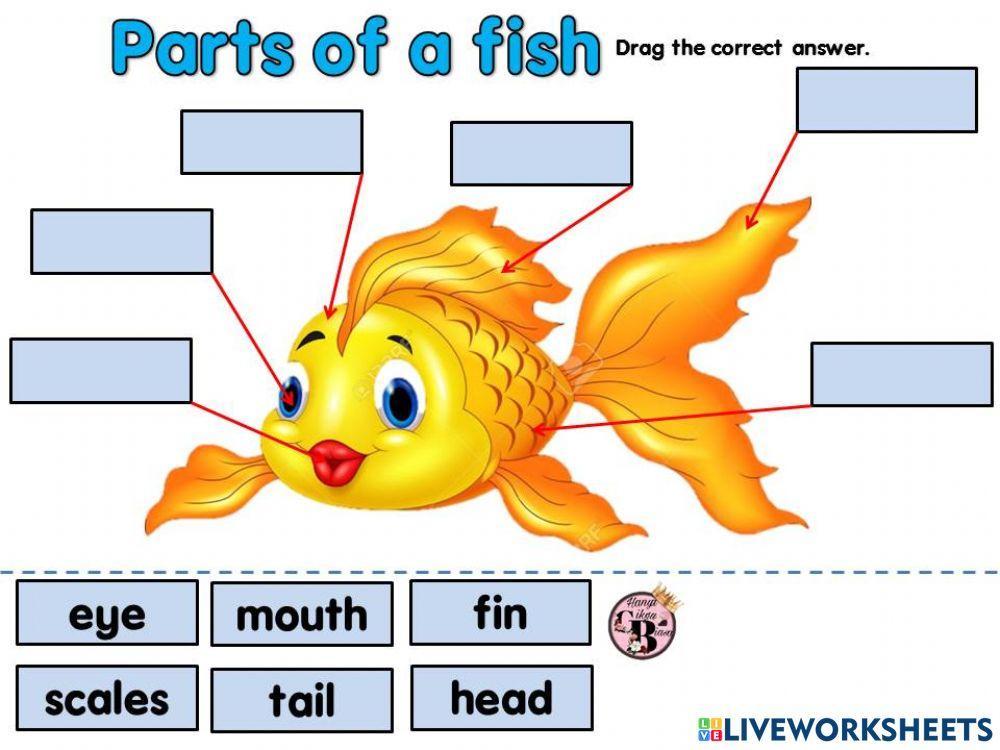 PARTS OF A FISH