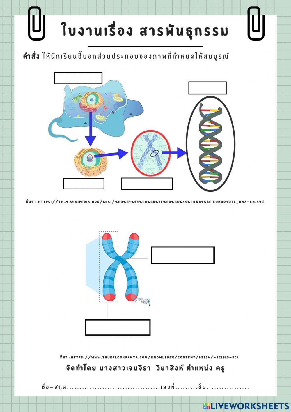 สารพันธุกรรม
