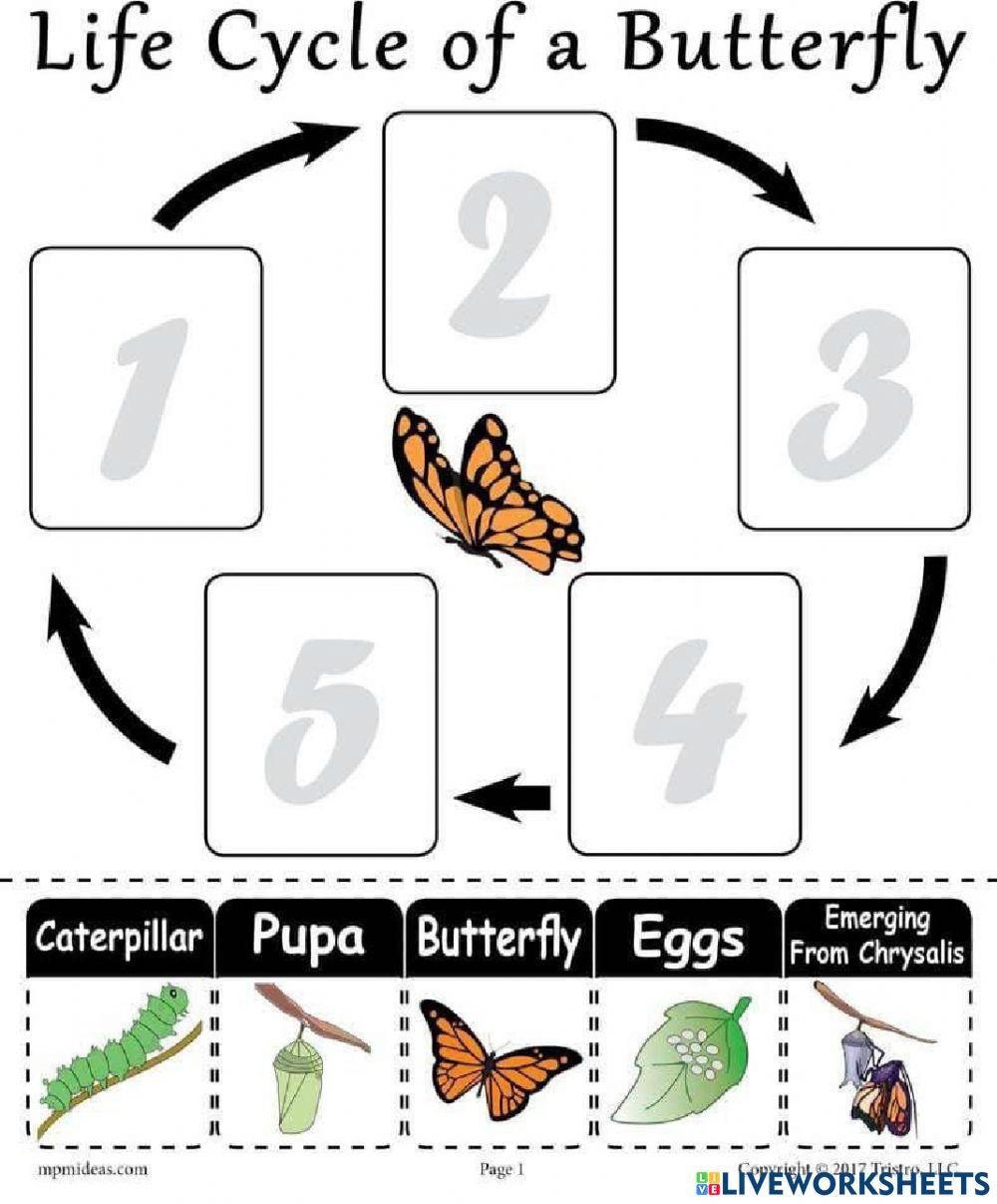 Mid -Year Assessment Science Year 2