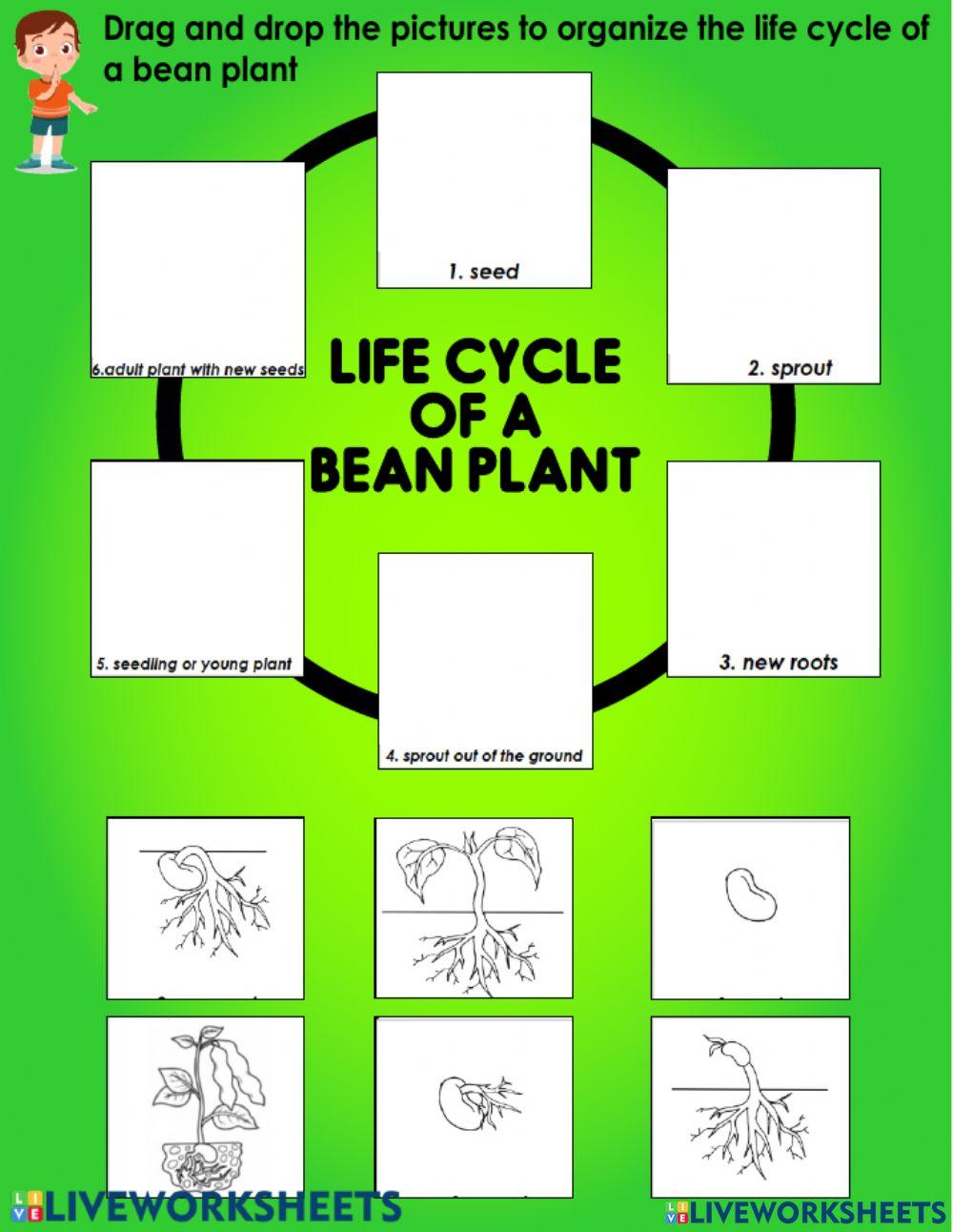 Mid -Year Assessment Science Year 2