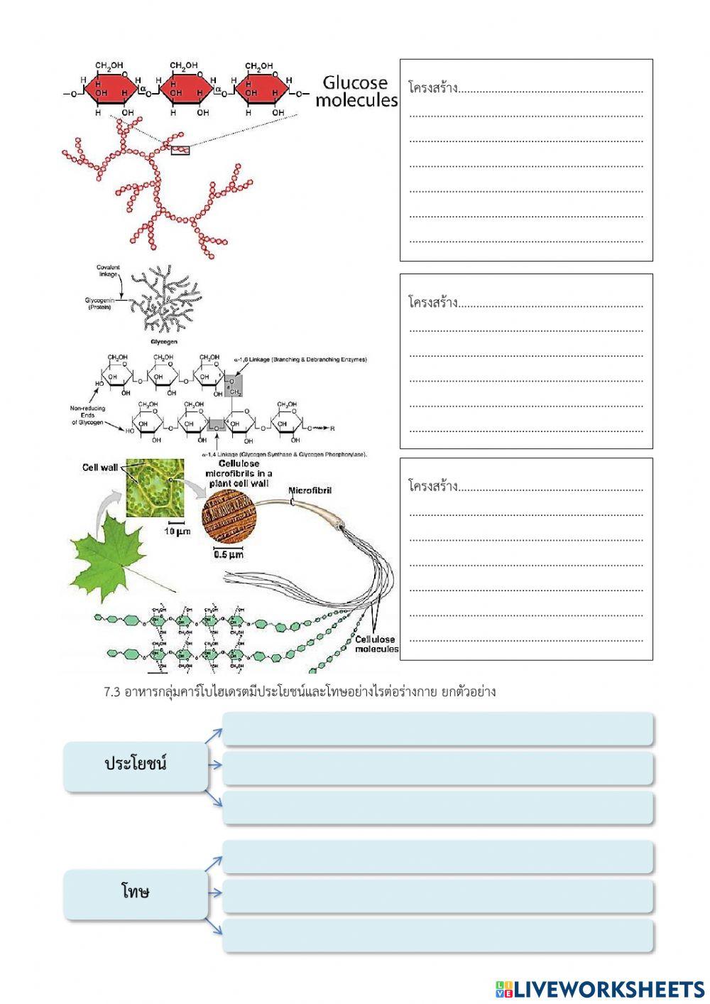 คาร์โบไฮเดรต