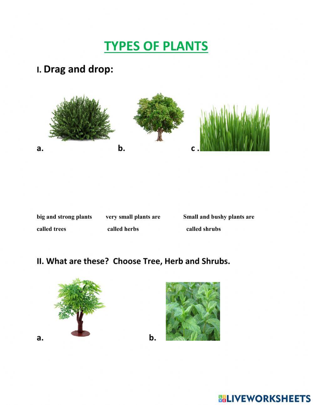 Types of Plant