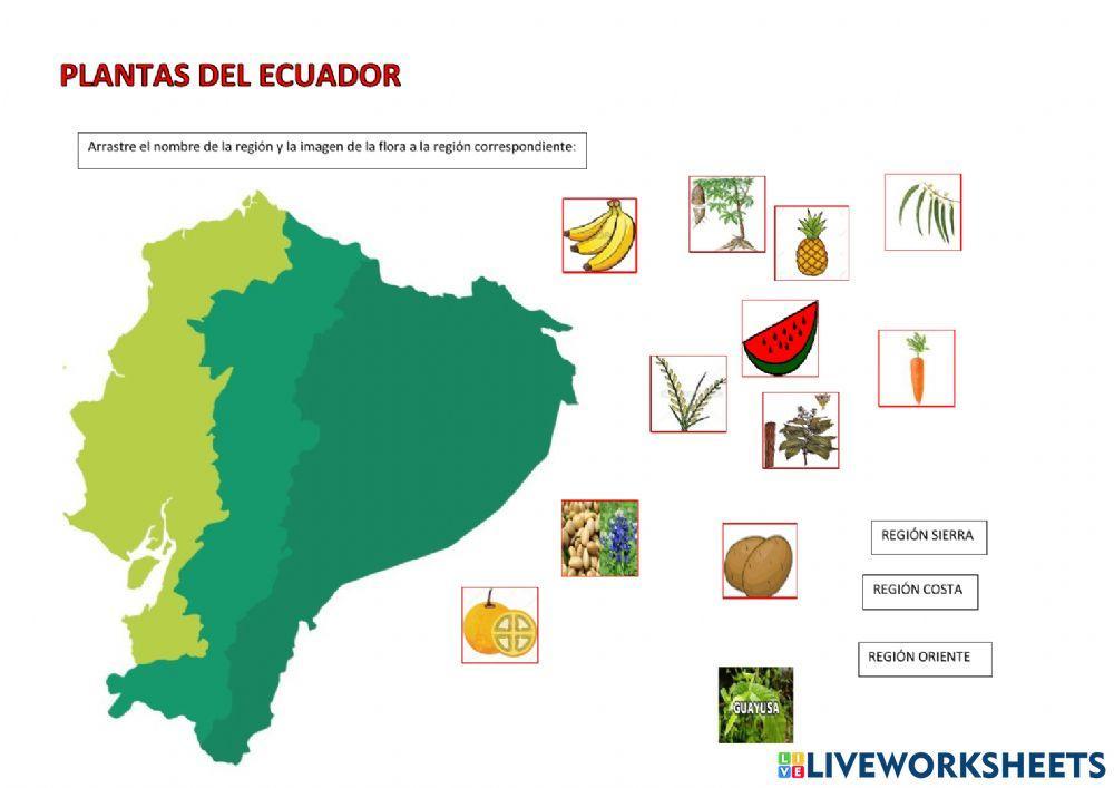 Plantas del ecuador