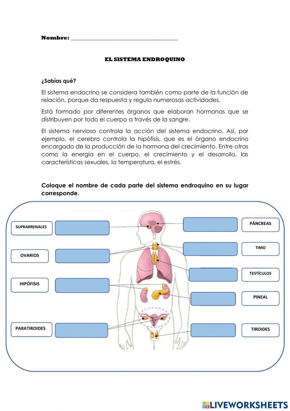 El Sistema Endocrino El Sistema Endocrino
