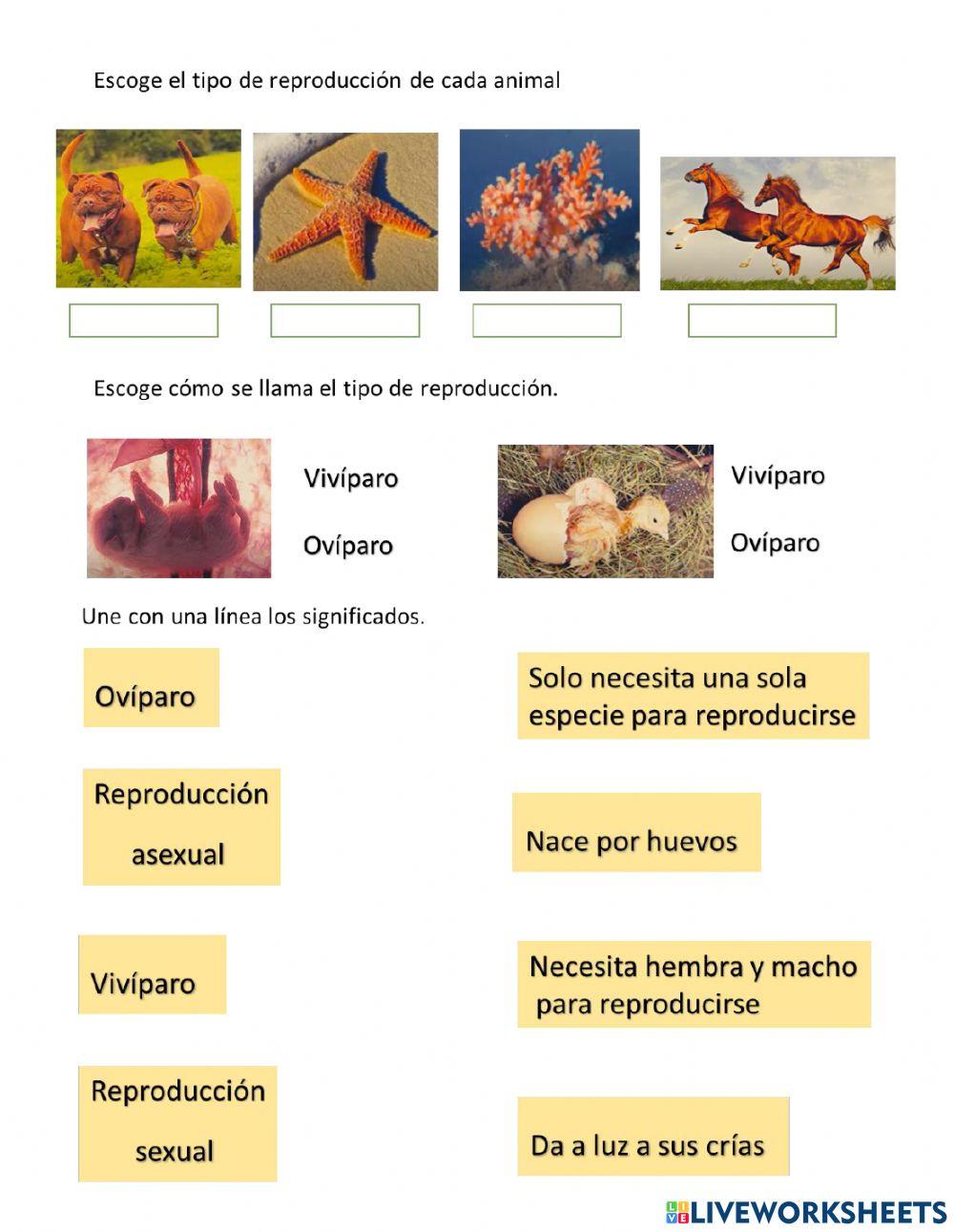 Reproducción de los animales