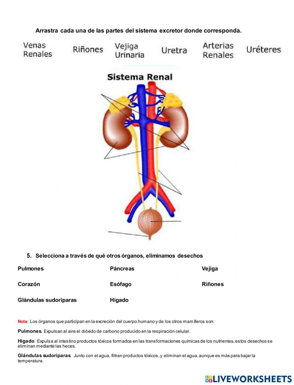 Sistema circulatorio y excretor
