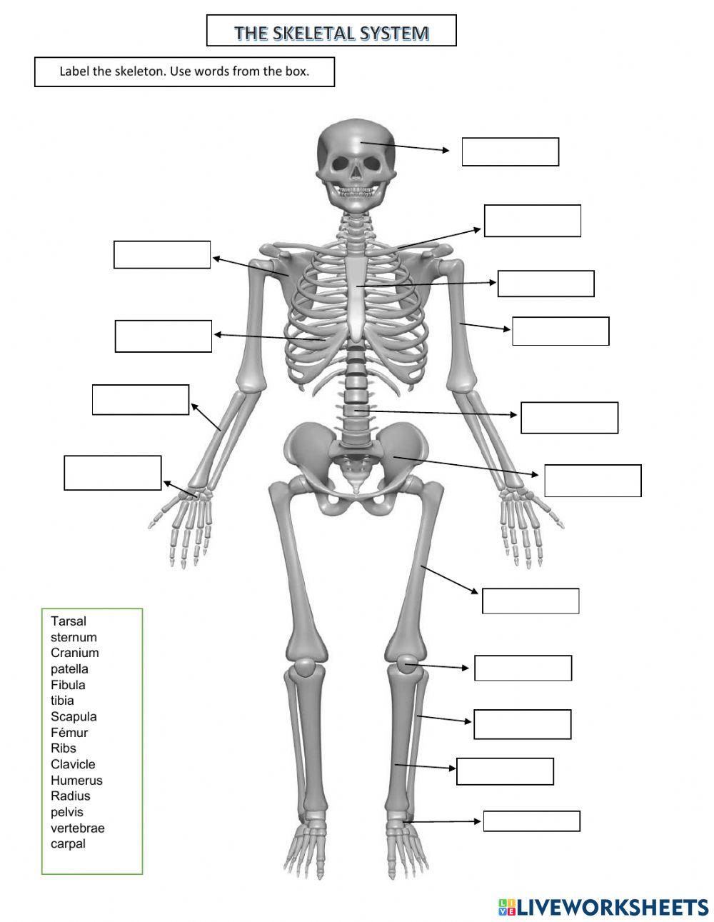 The Skeletal system