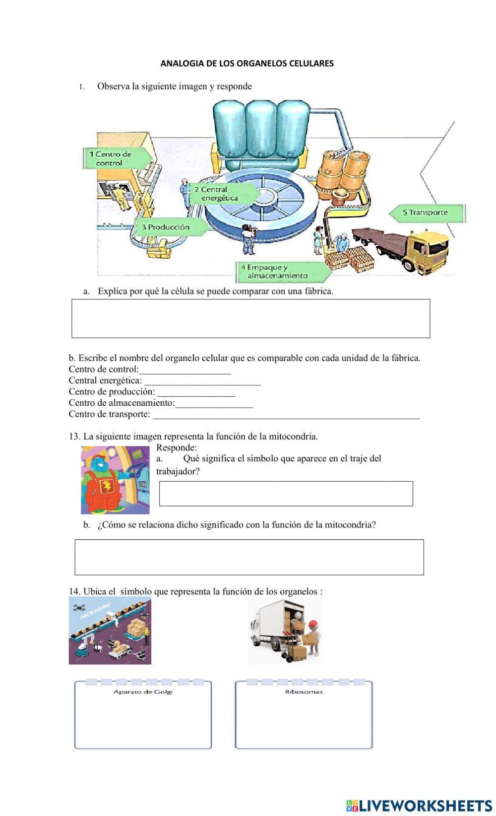 Analogia organelos celulares