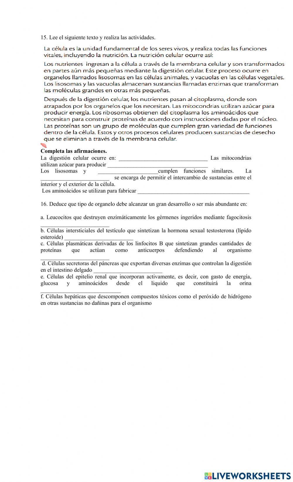 Analogia organelos celulares