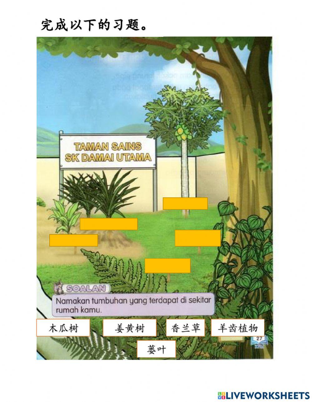 特殊班科学-认识周围的植物