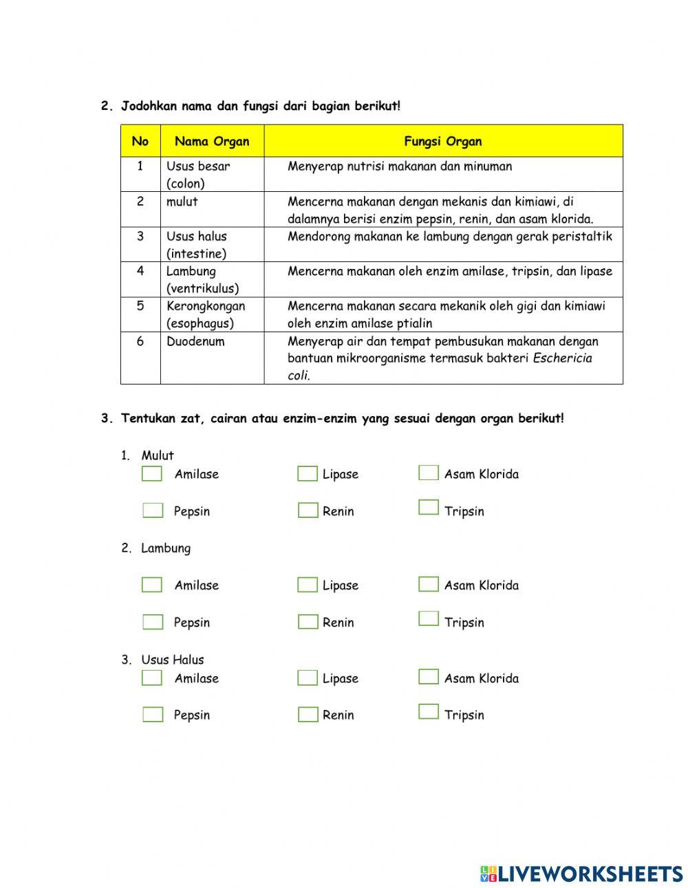 Pencernaan Manusia kelas 8