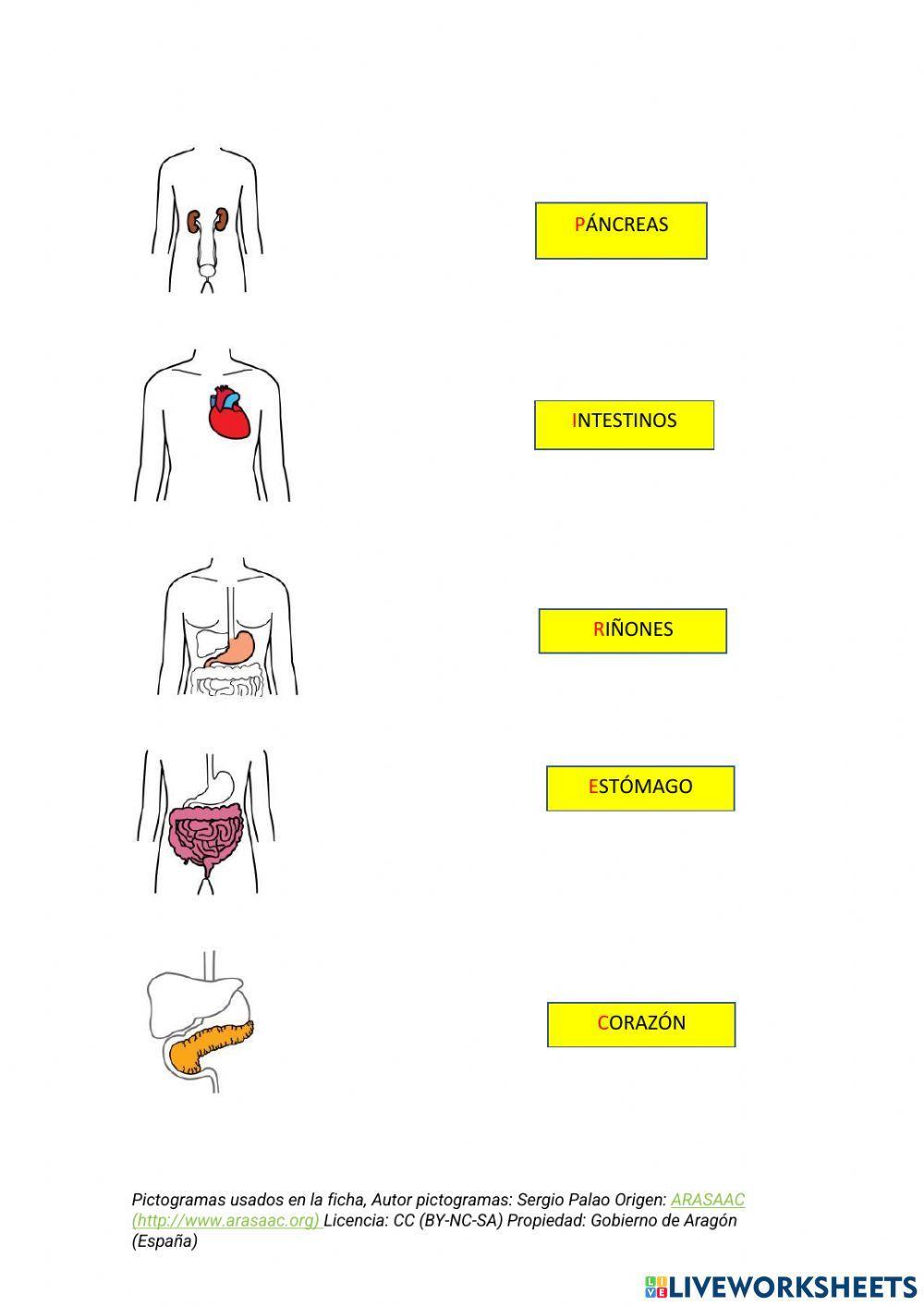 Vocabulario del cuerpo