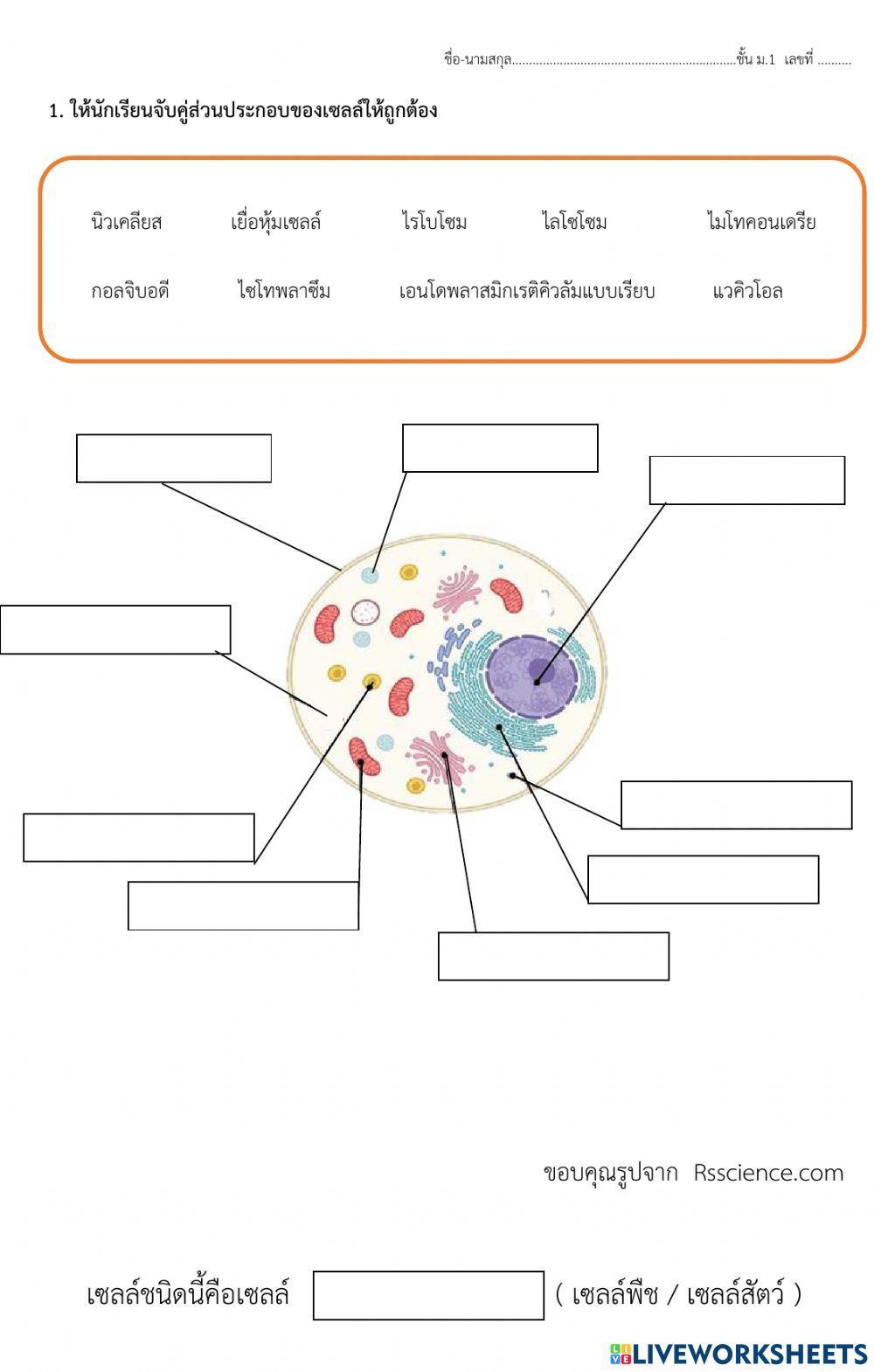 แบบฝึกหัดเรื่องเซลล์ 2