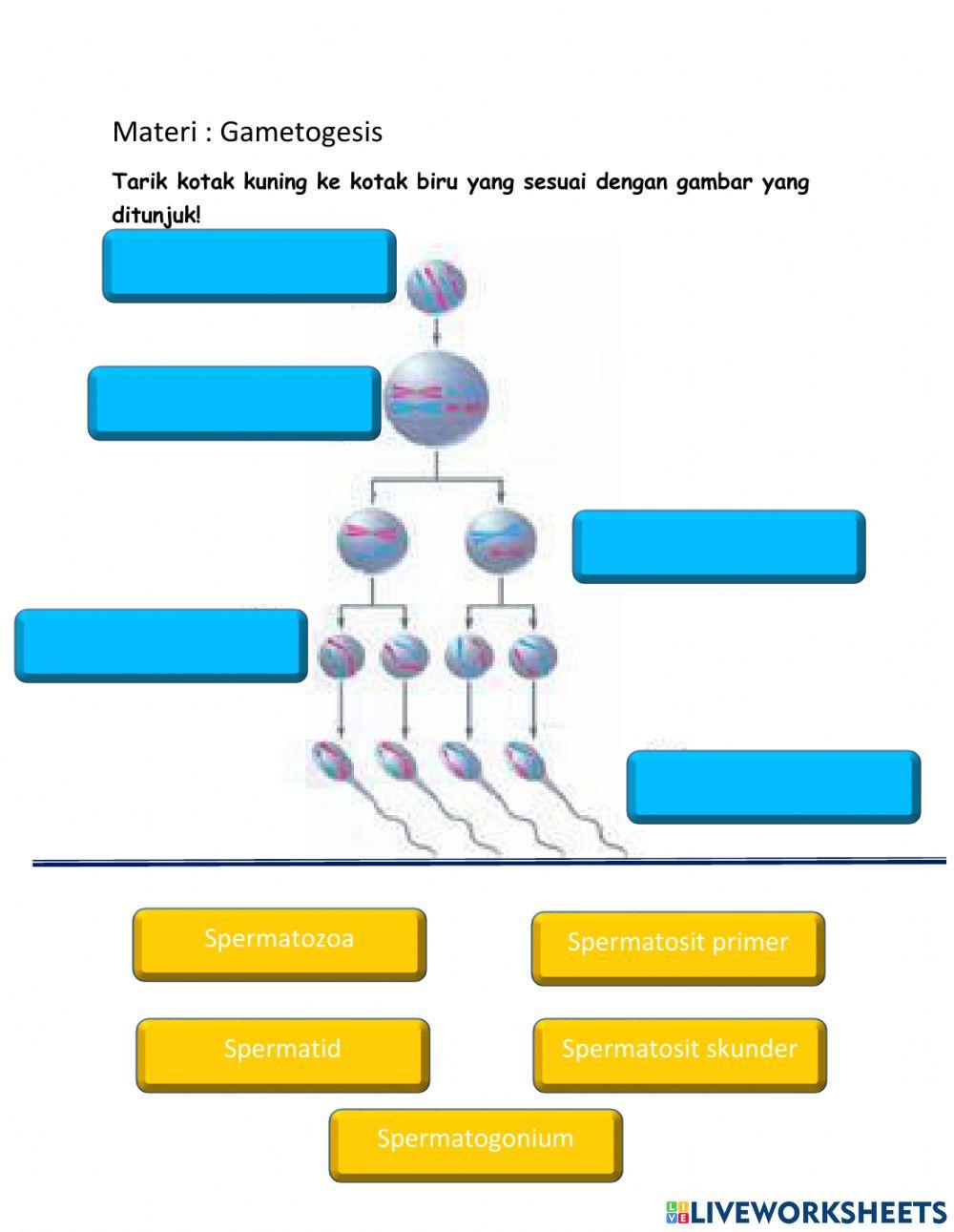 Sistem Reproduksi Manusia