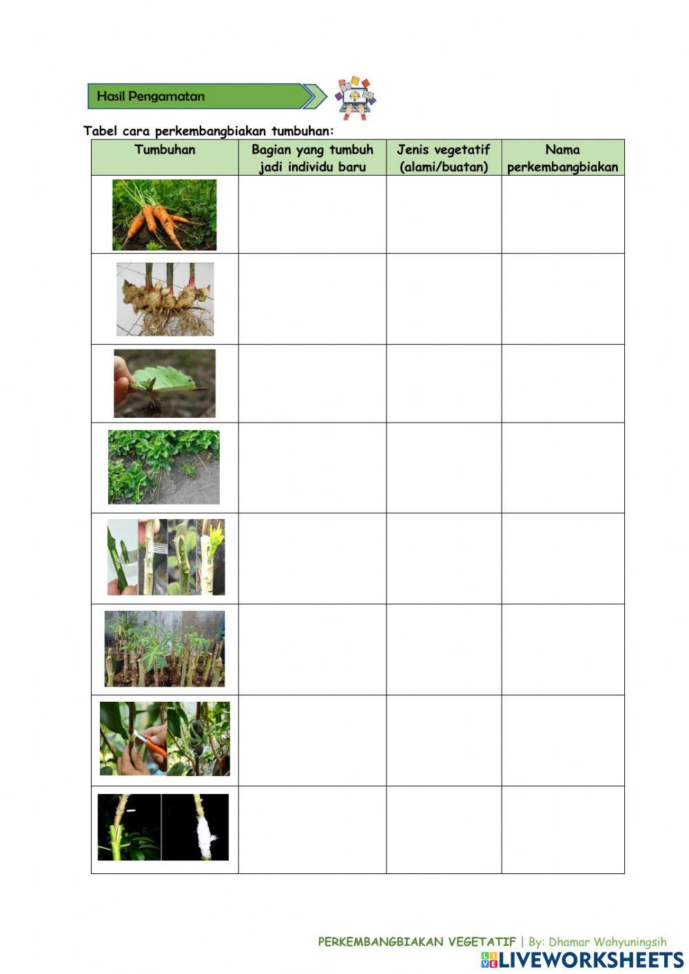 Perkembangbiakan vegetatif