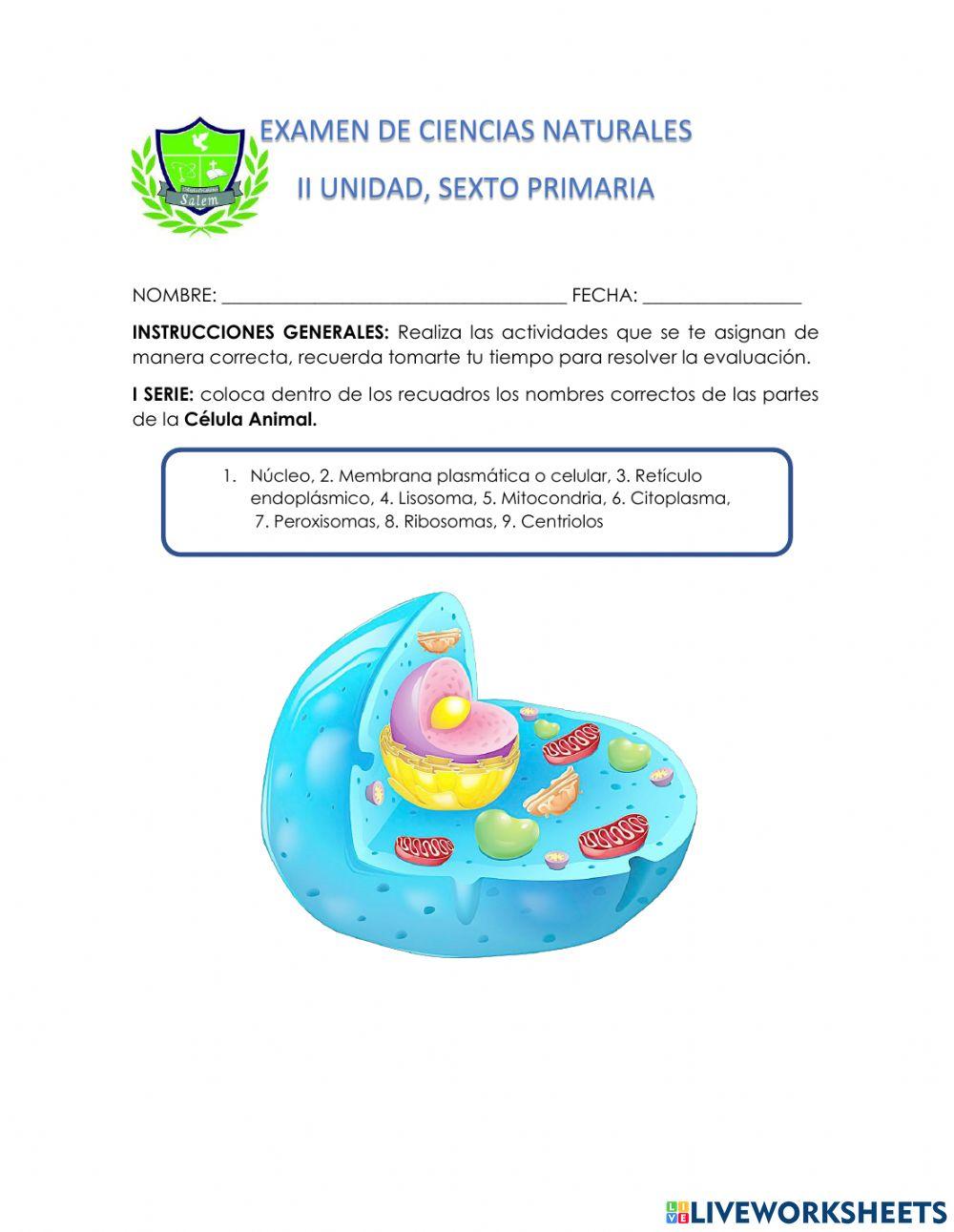 Evaluación segunda unidad