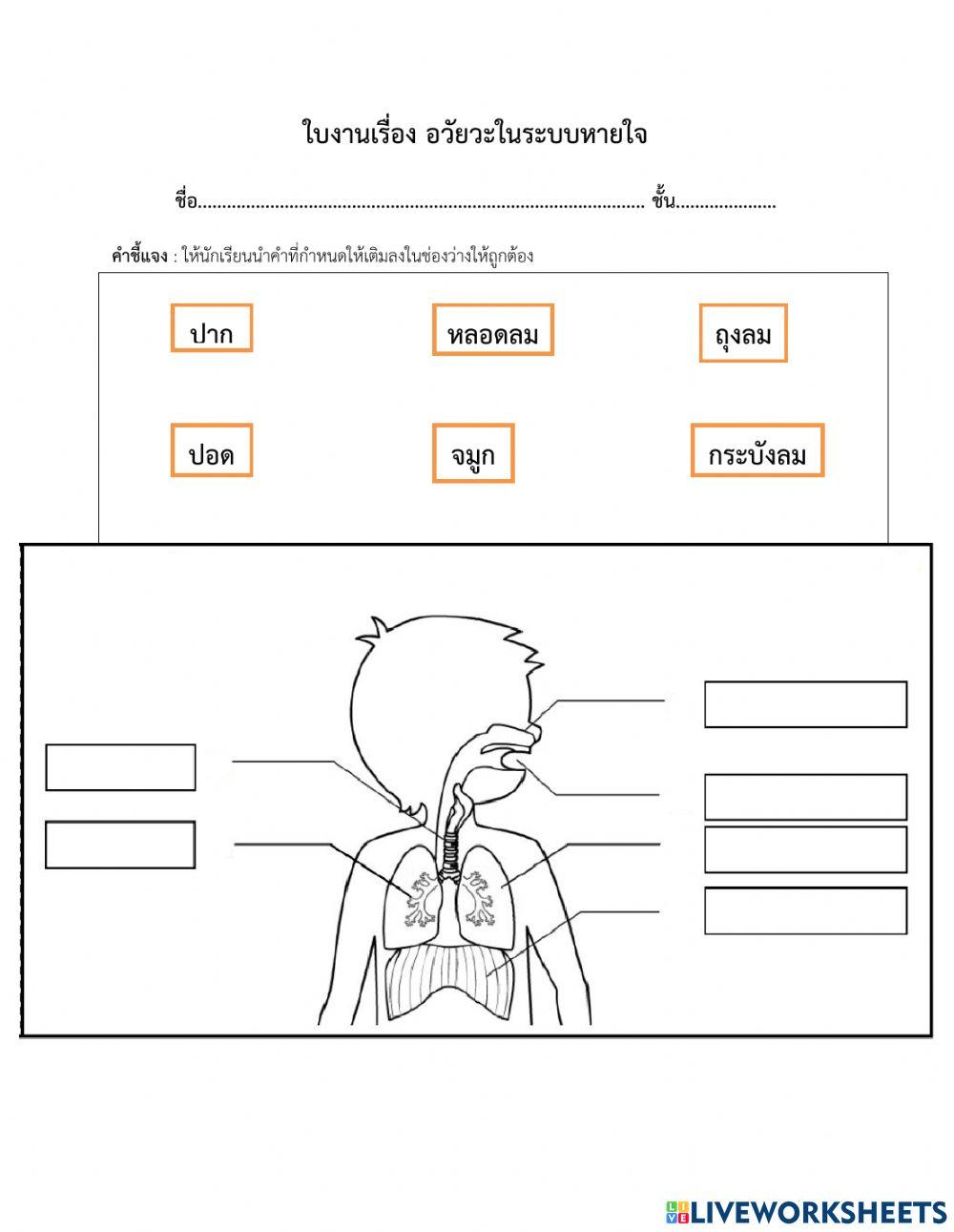 อวัยวะในระบบหายใจ