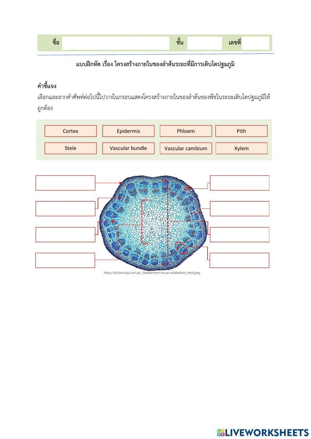 โครงสร้างลำต้นปฐมภูมิของพืชใบเลี้ยงคู่