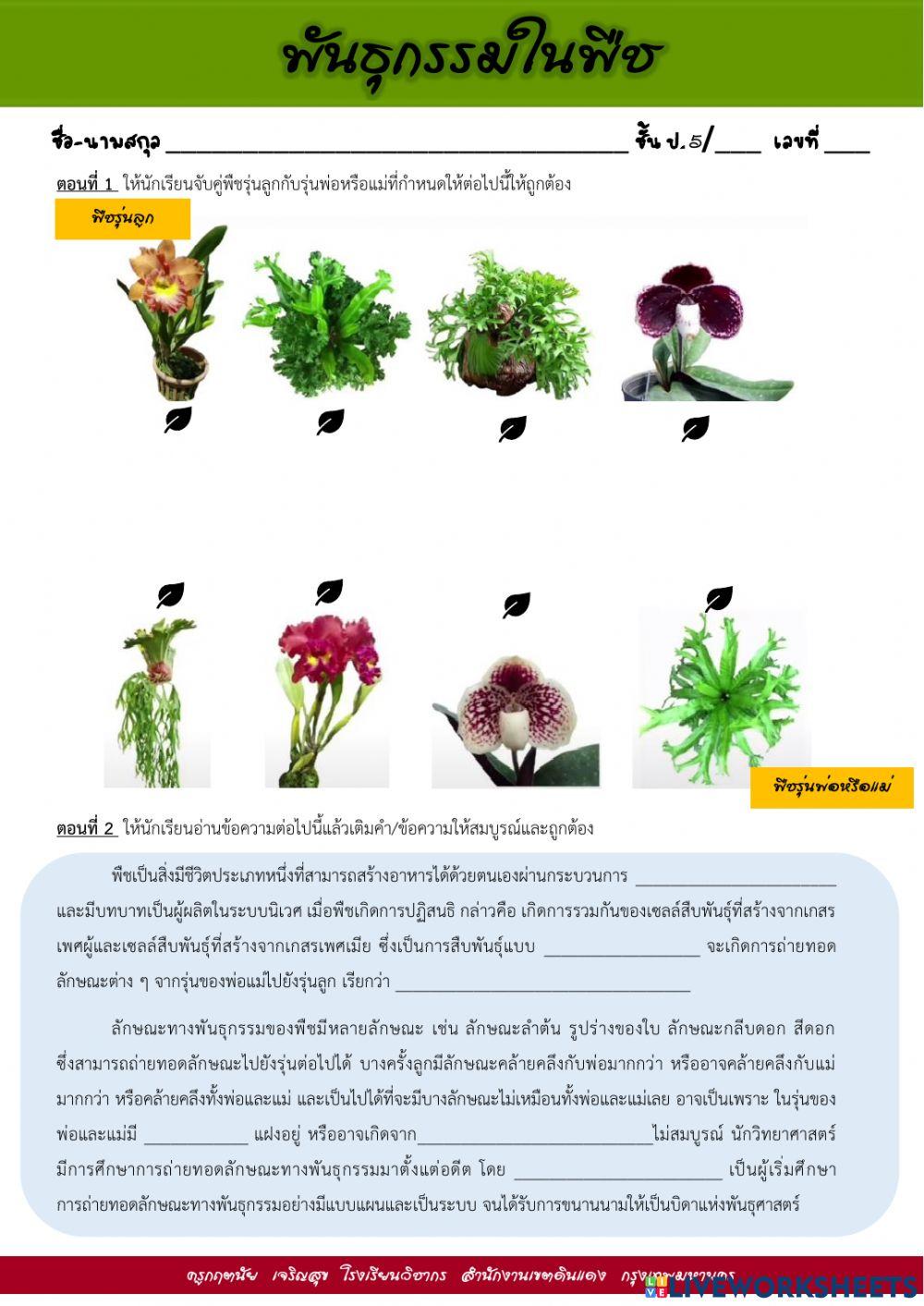 พันธุกรรมของพืช