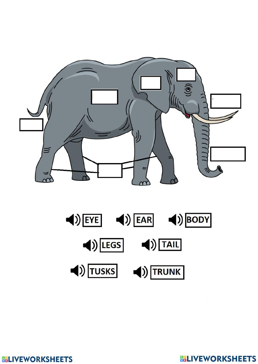 Body Parts of Elephant