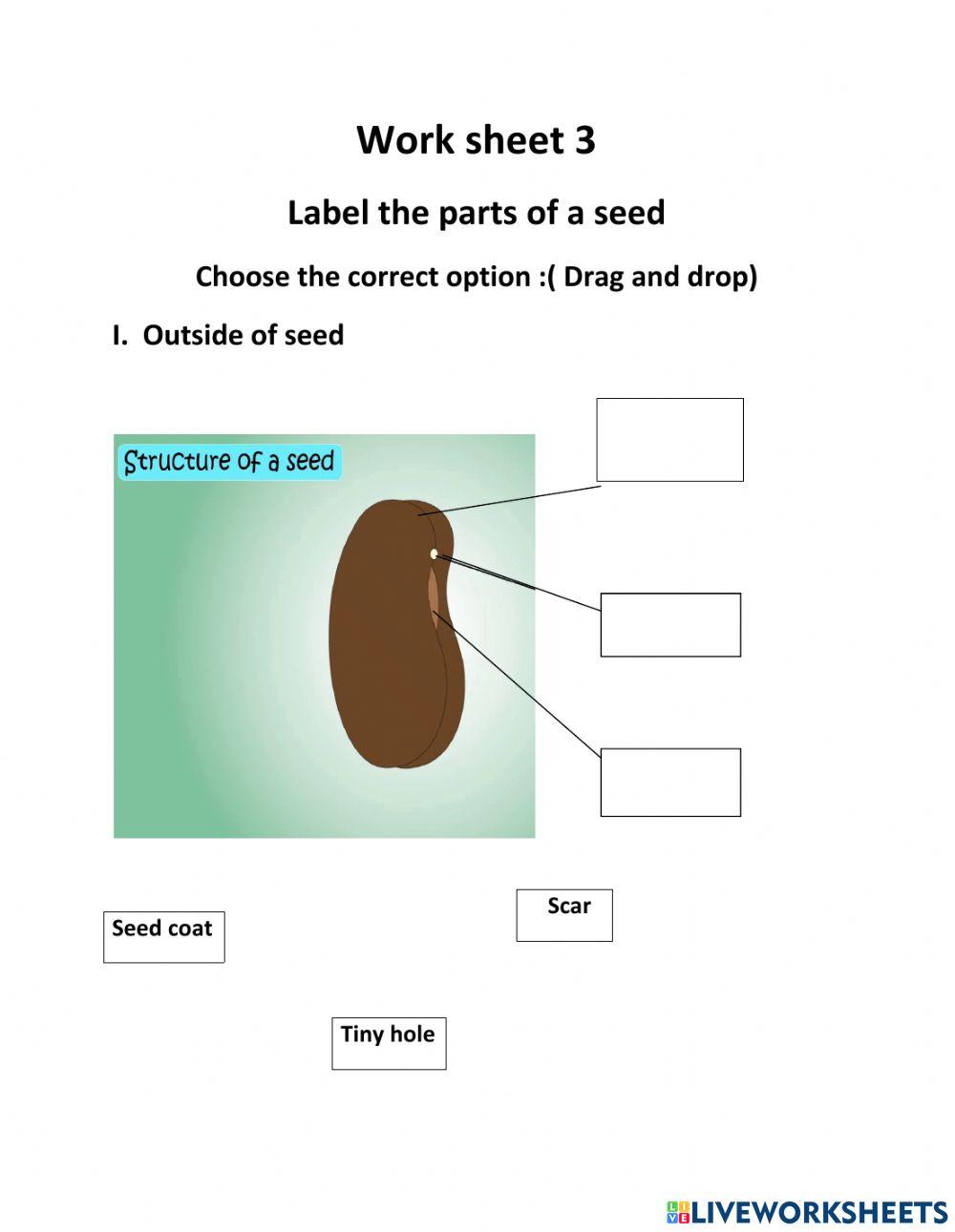Structure of seed