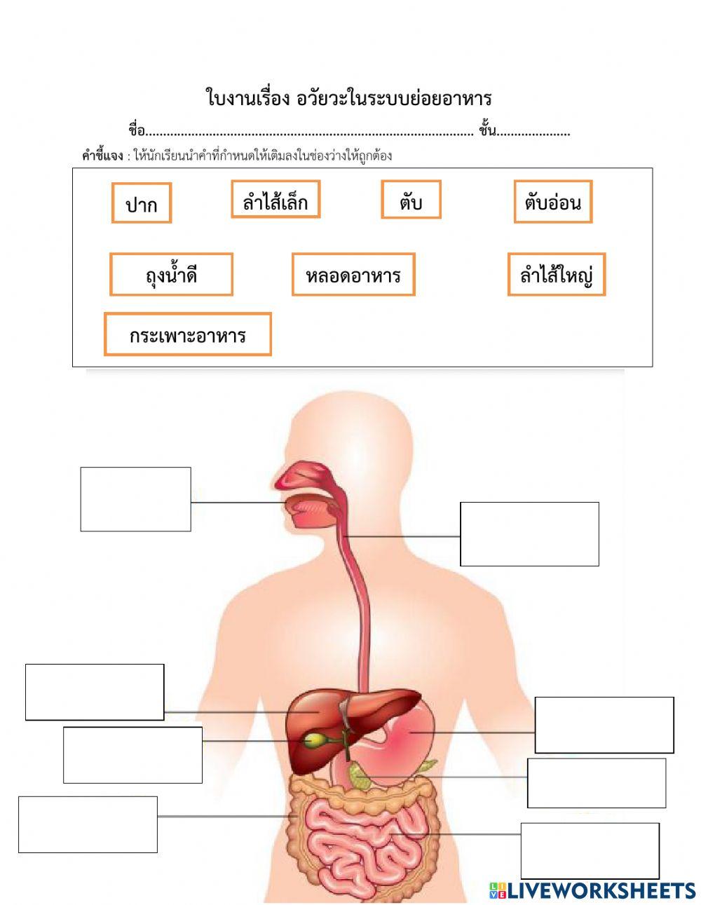 อวัยวะในระบบย่อยอาหาร