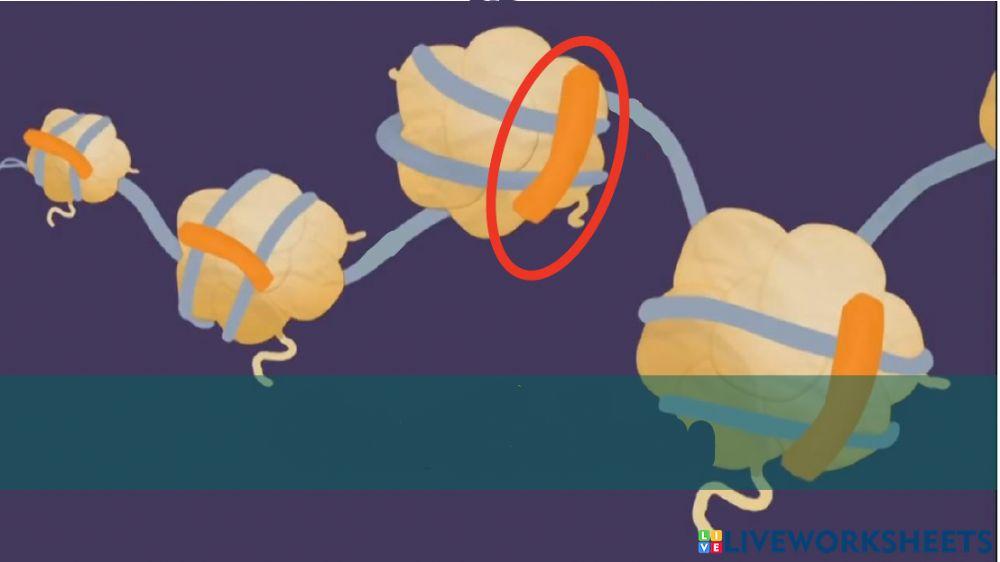 แบบฝึกหัด เรื่อง โครโมโซม