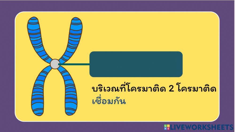 แบบฝึกหัด เรื่อง โครโมโซม