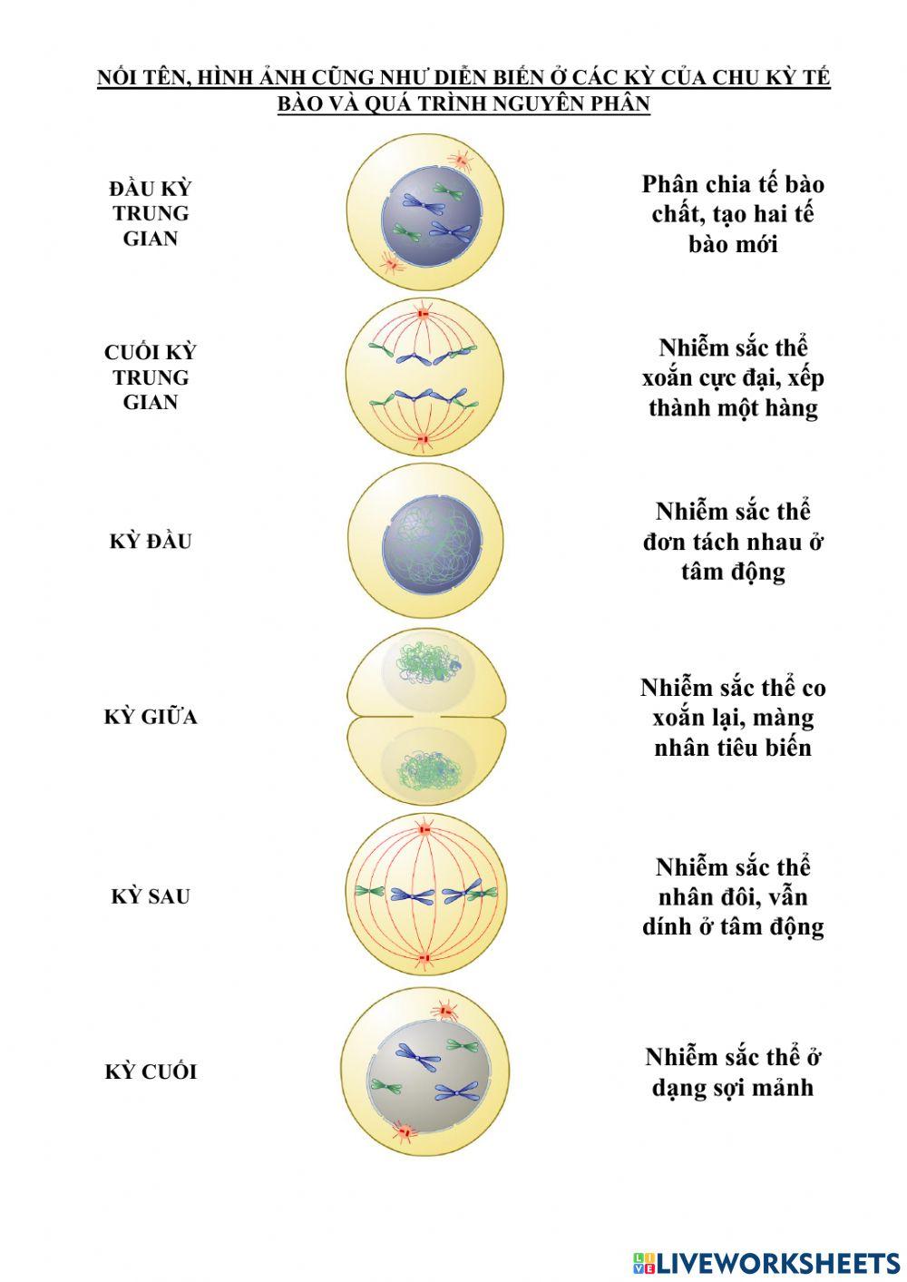Ôn tập về phân bào