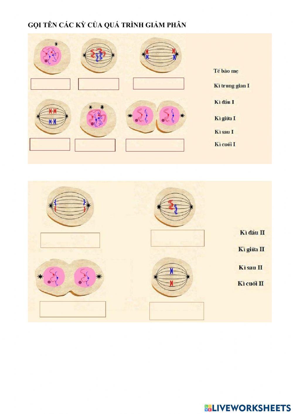 Ôn tập về phân bào