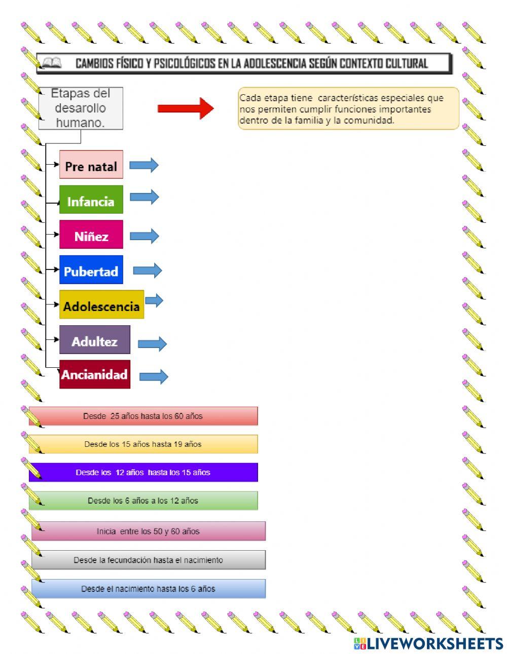 Etapas del desarrollo humano