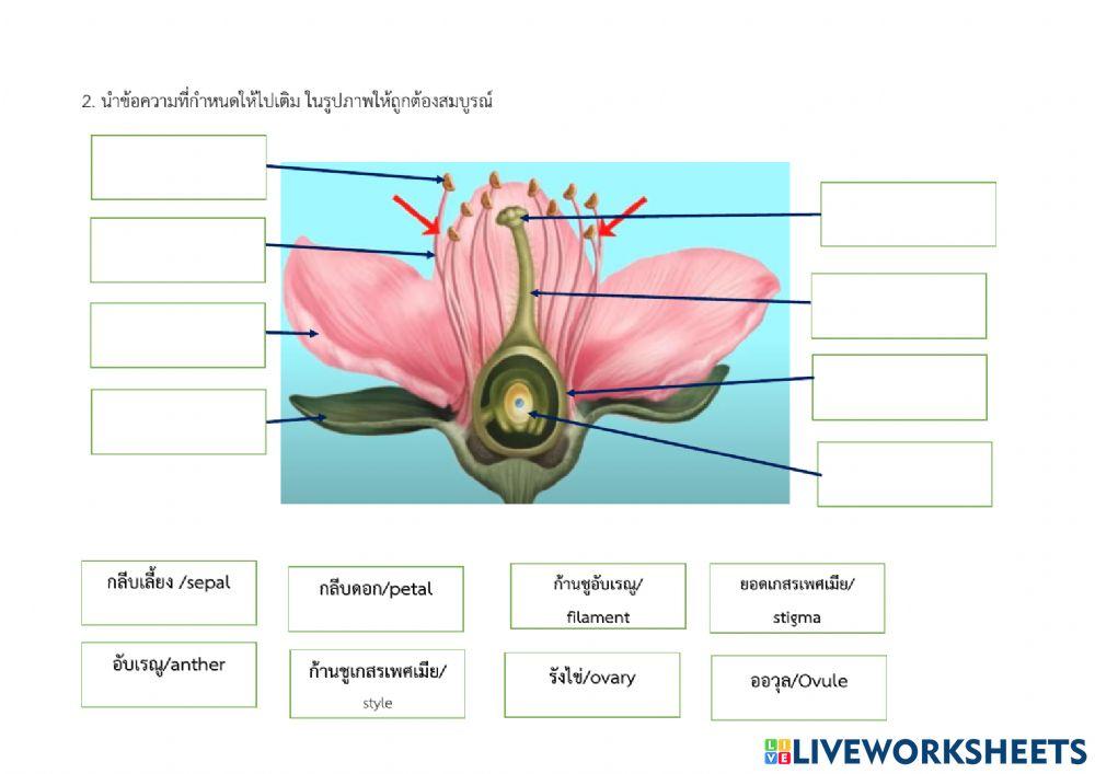 Structure of flower