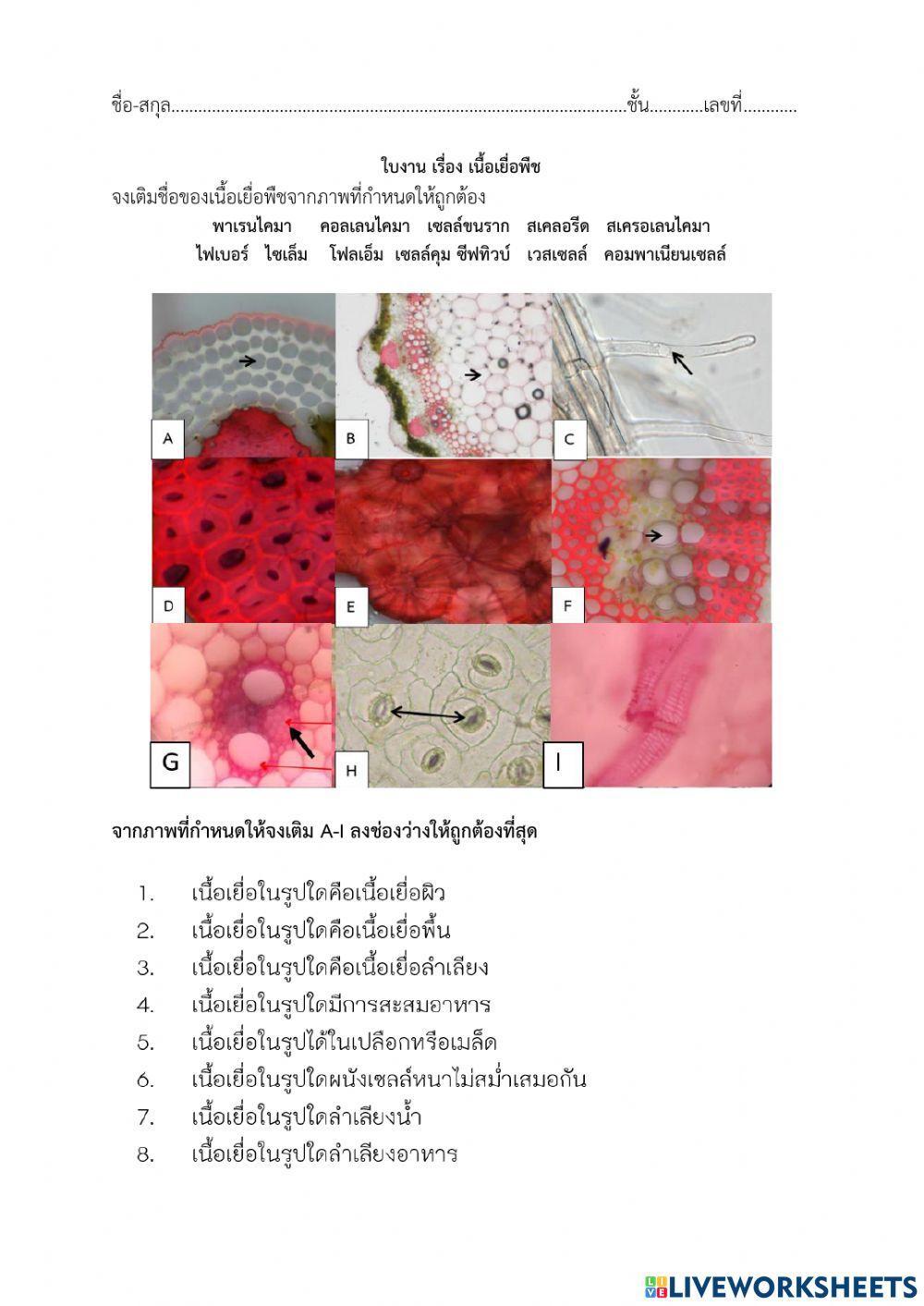 เนื้อเยื่อพืช