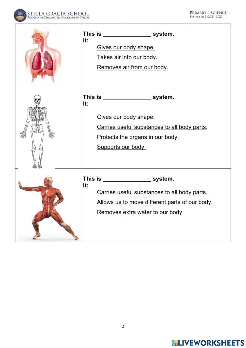 Systems in human body Systems in human body