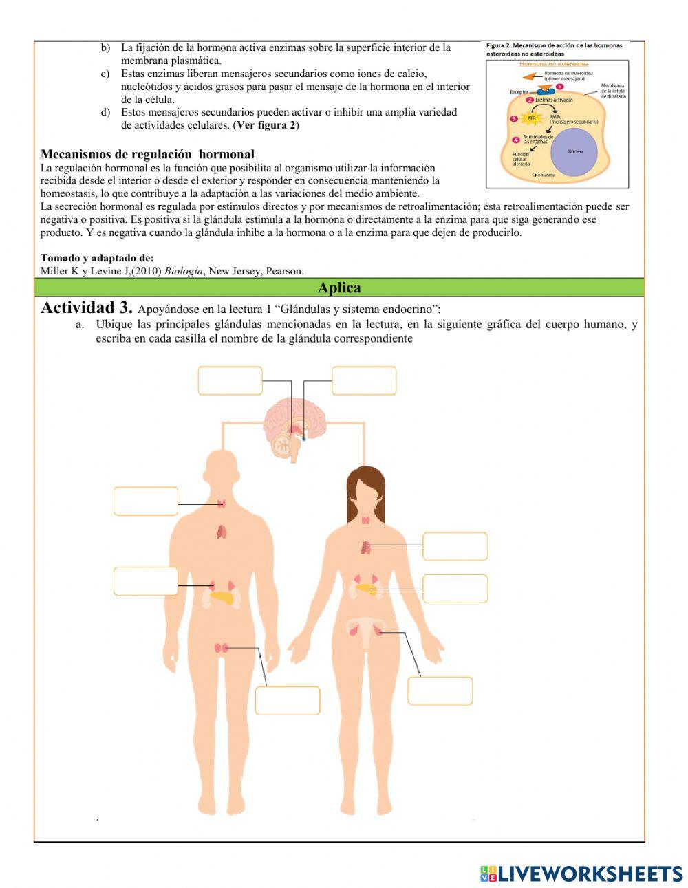 Glándulas y sistema endocrino.