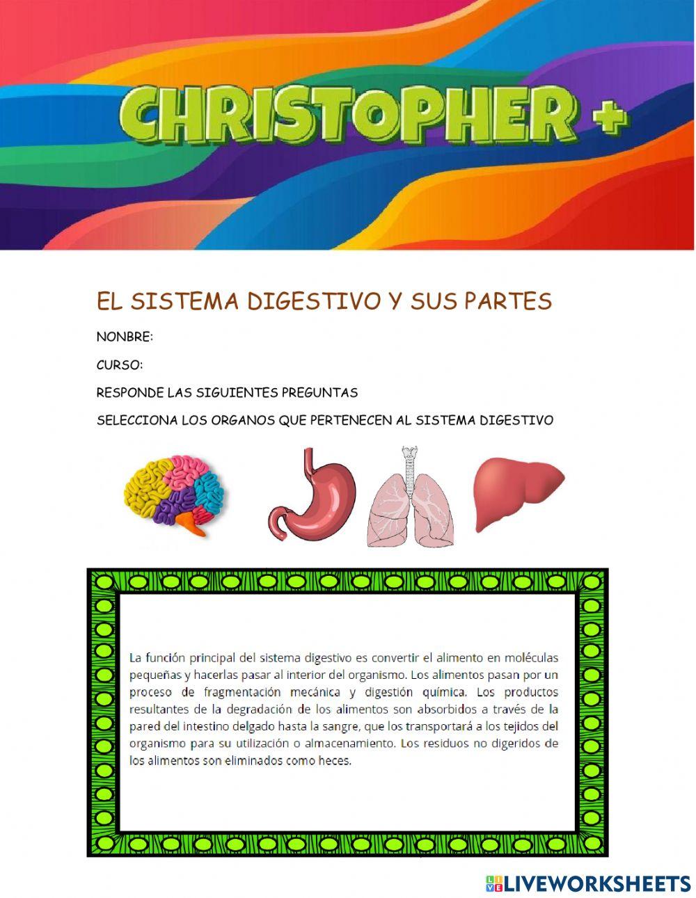 El sistema digestivo y sus partes